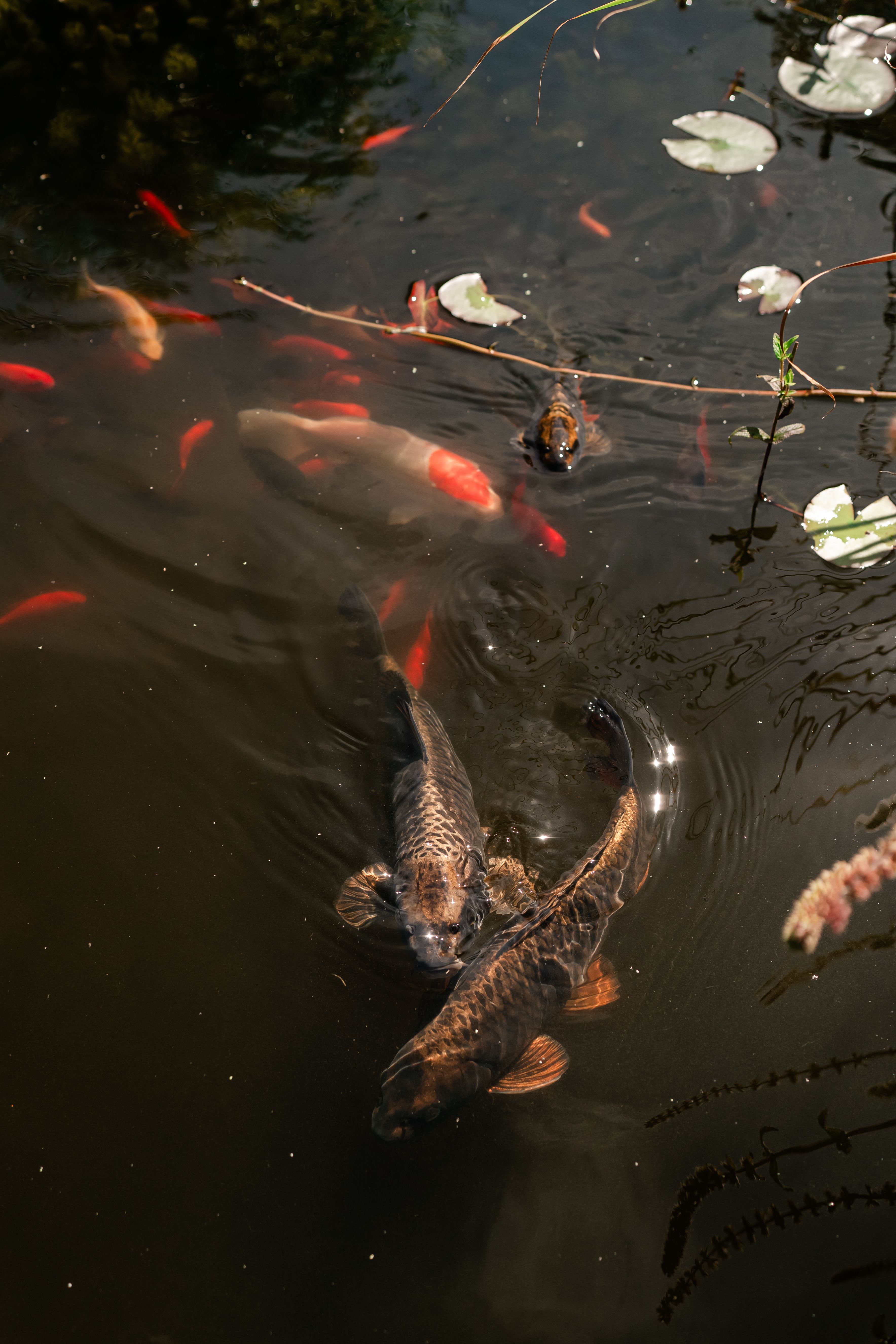 Our Garden Gallery Photo